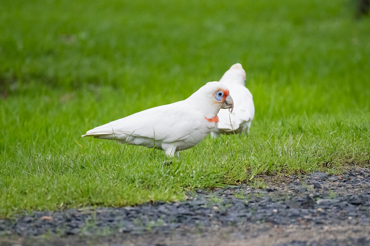 Long-billed Corella - ML636222656