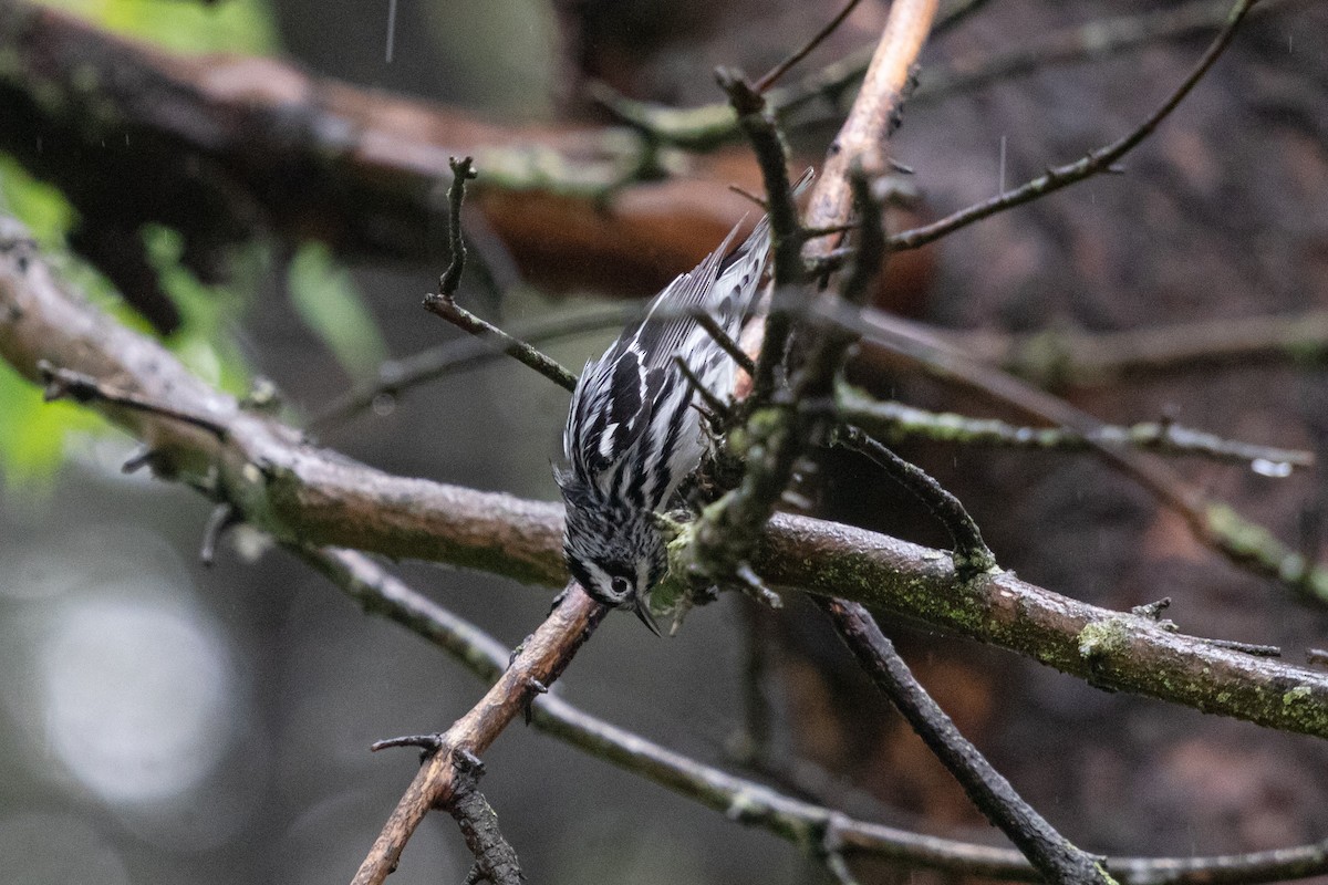 Black-and-white Warbler - ML636222657
