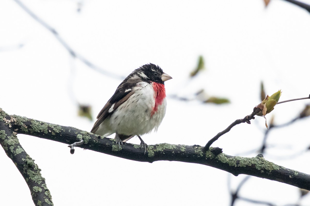 Rose-breasted Grosbeak - ML636222659