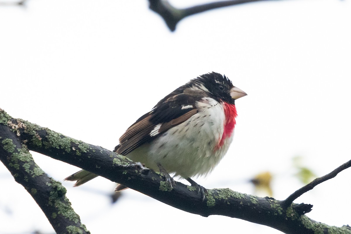 Rose-breasted Grosbeak - ML636222661