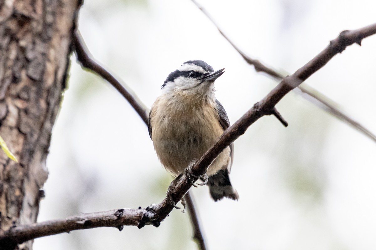 Red-breasted Nuthatch - ML636222666