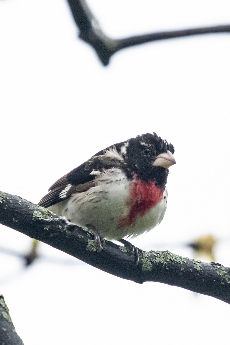 Rose-breasted Grosbeak - ML636222668
