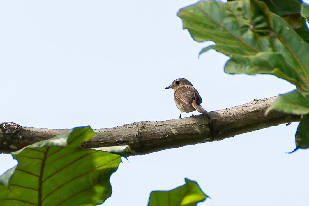 Brown-streaked Flycatcher (Umber) - ML636222669
