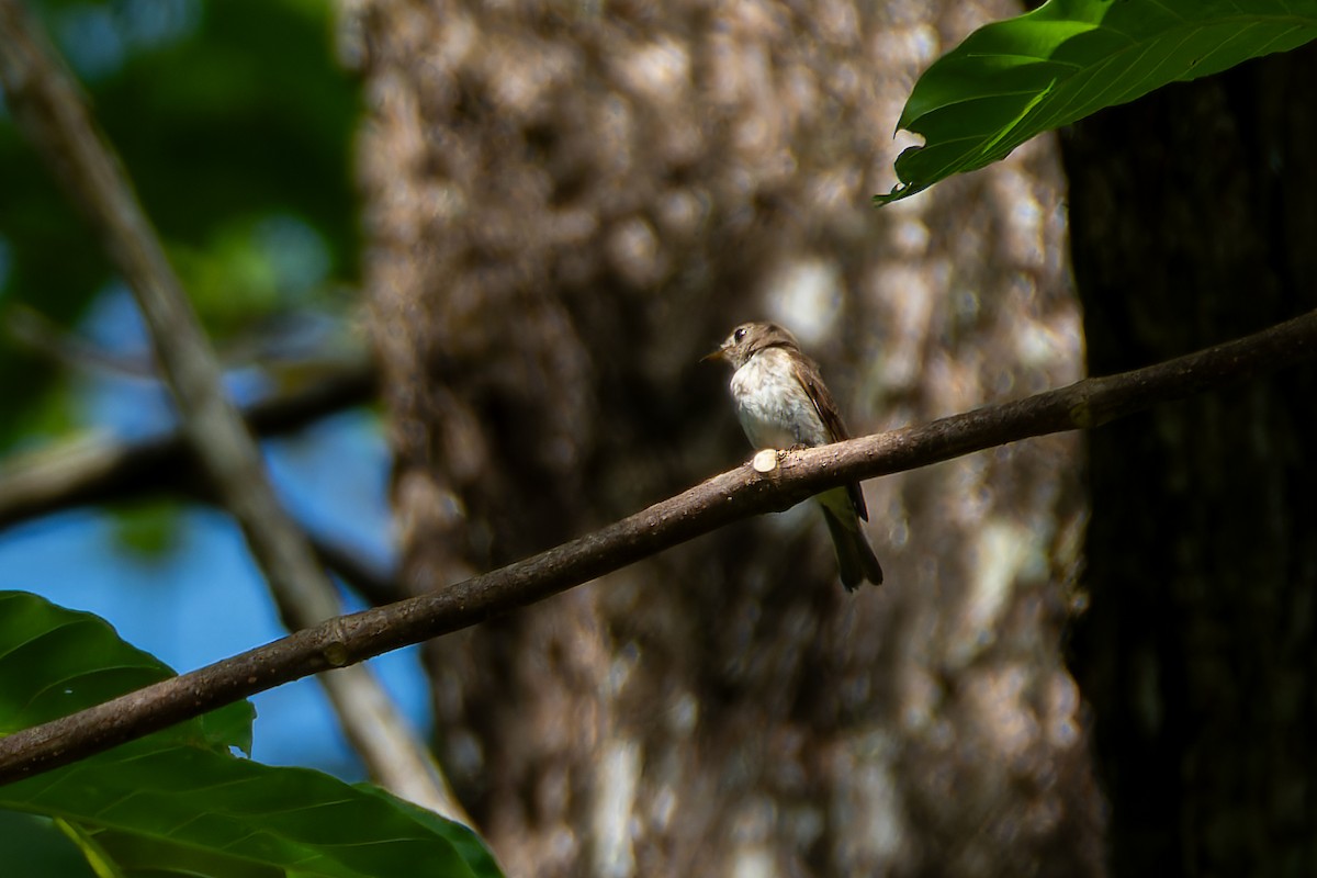 Brown-streaked Flycatcher (Umber) - ML636222670