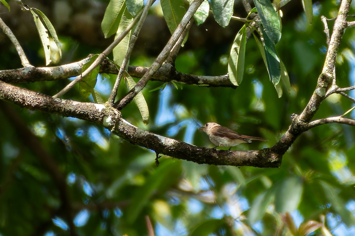 Brown-streaked Flycatcher (Umber) - ML636222671