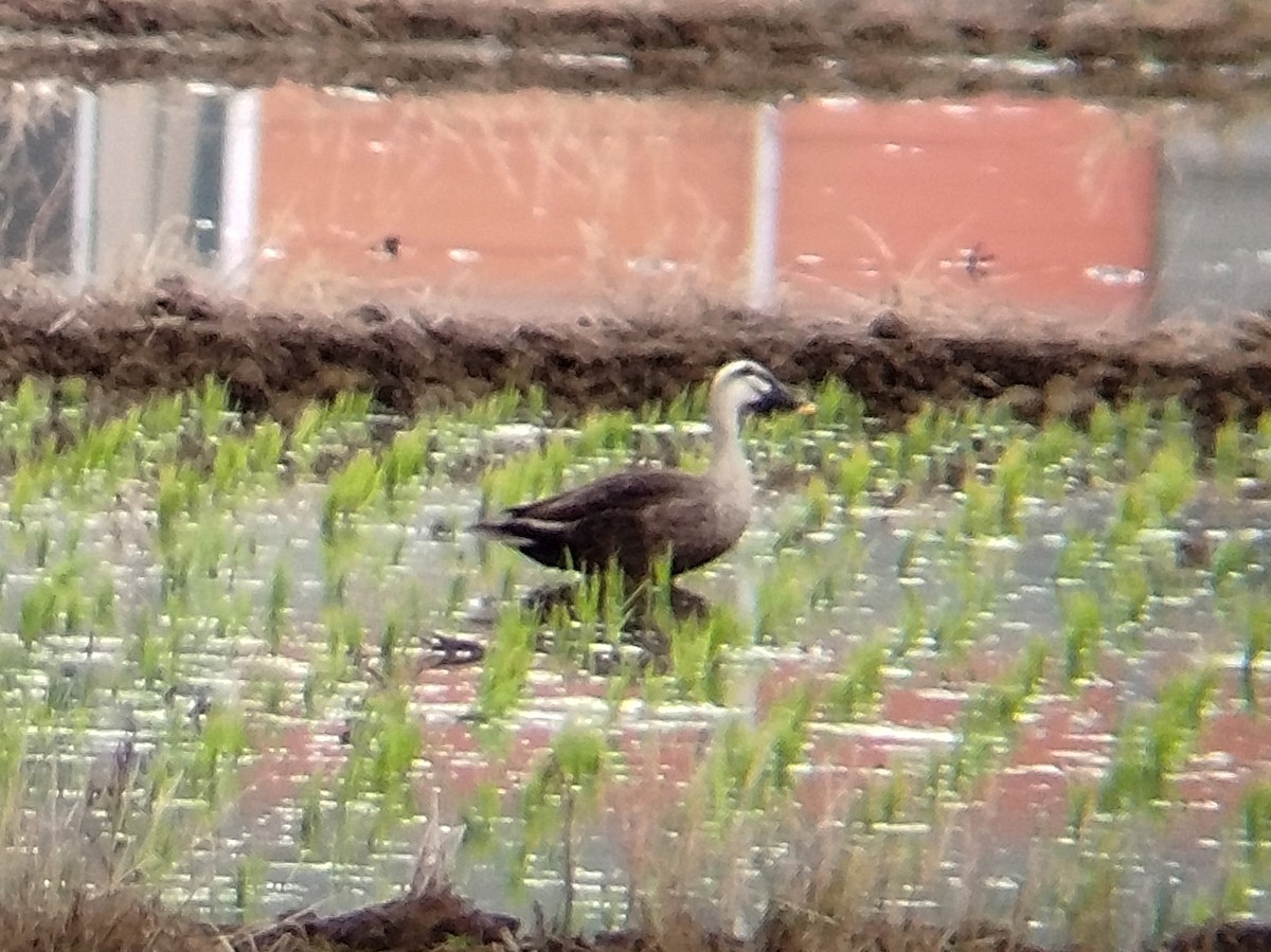 Eastern Spot-billed Duck - ML636222674