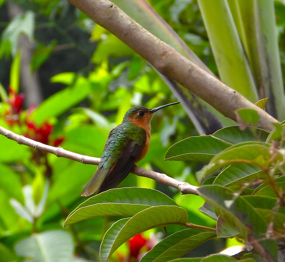Rufous Sabrewing - ML636222675