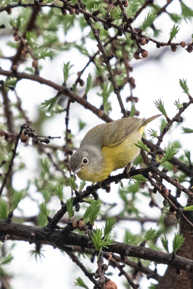 Nashville Warbler - ML636222677