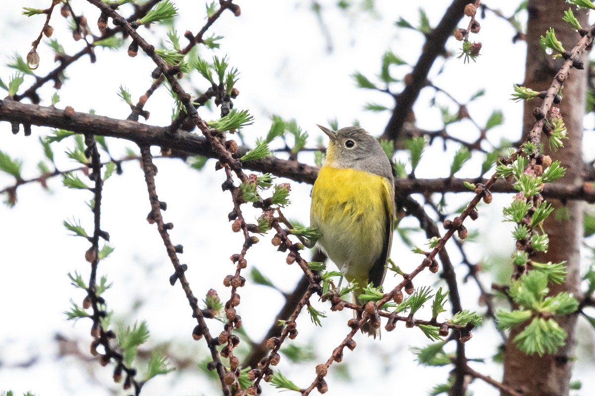Nashville Warbler - ML636222678
