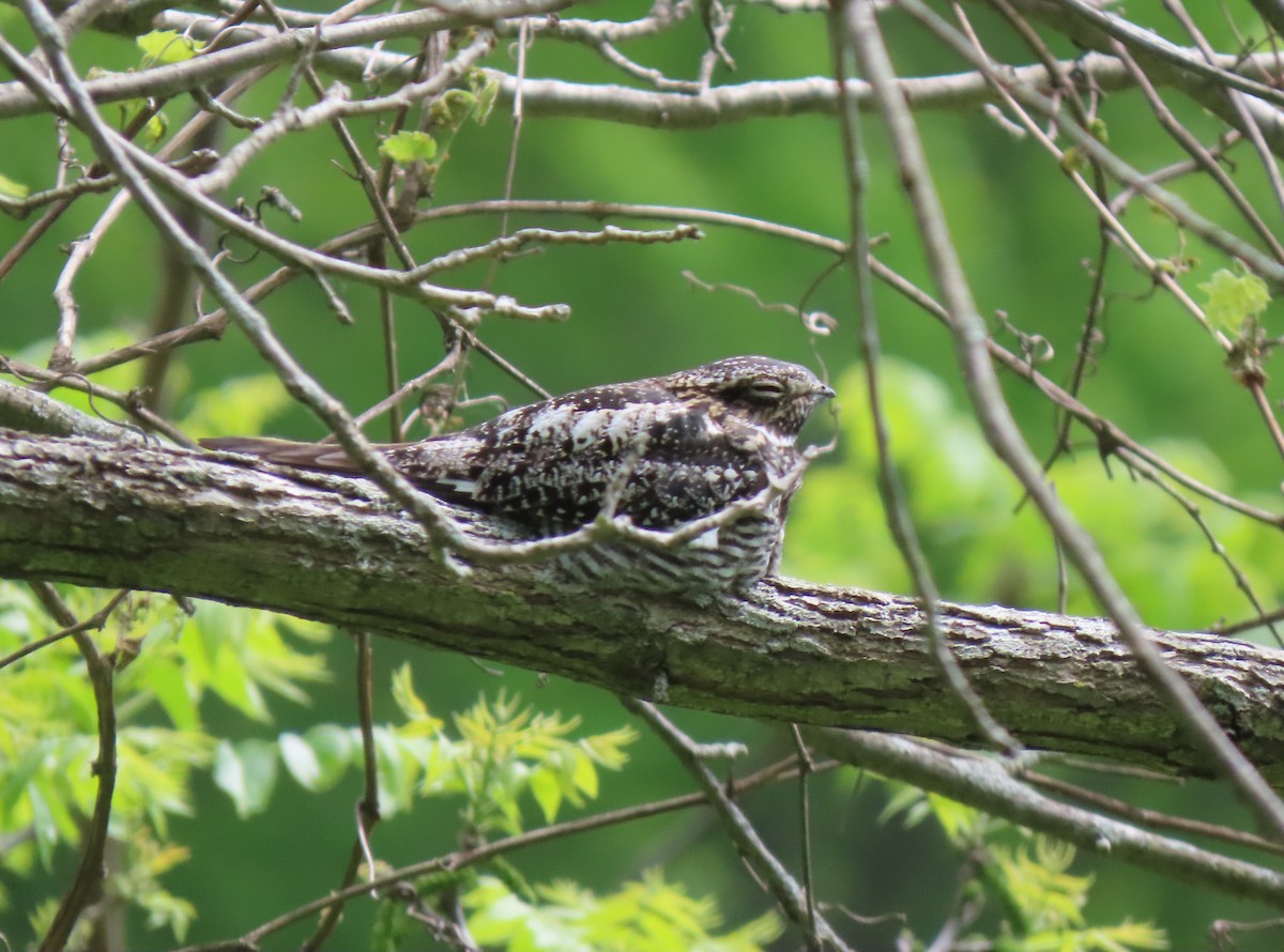 Common Nighthawk - ML636222727