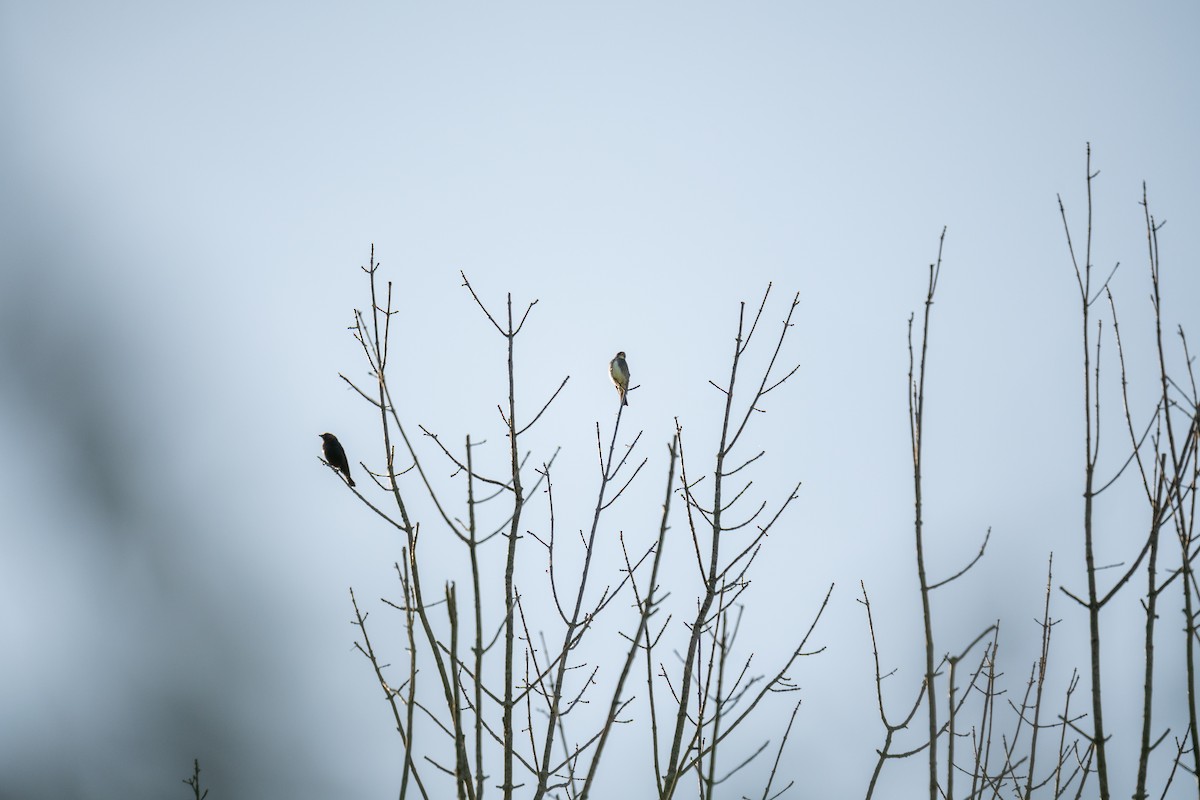 Olive-sided Flycatcher - ML636222732