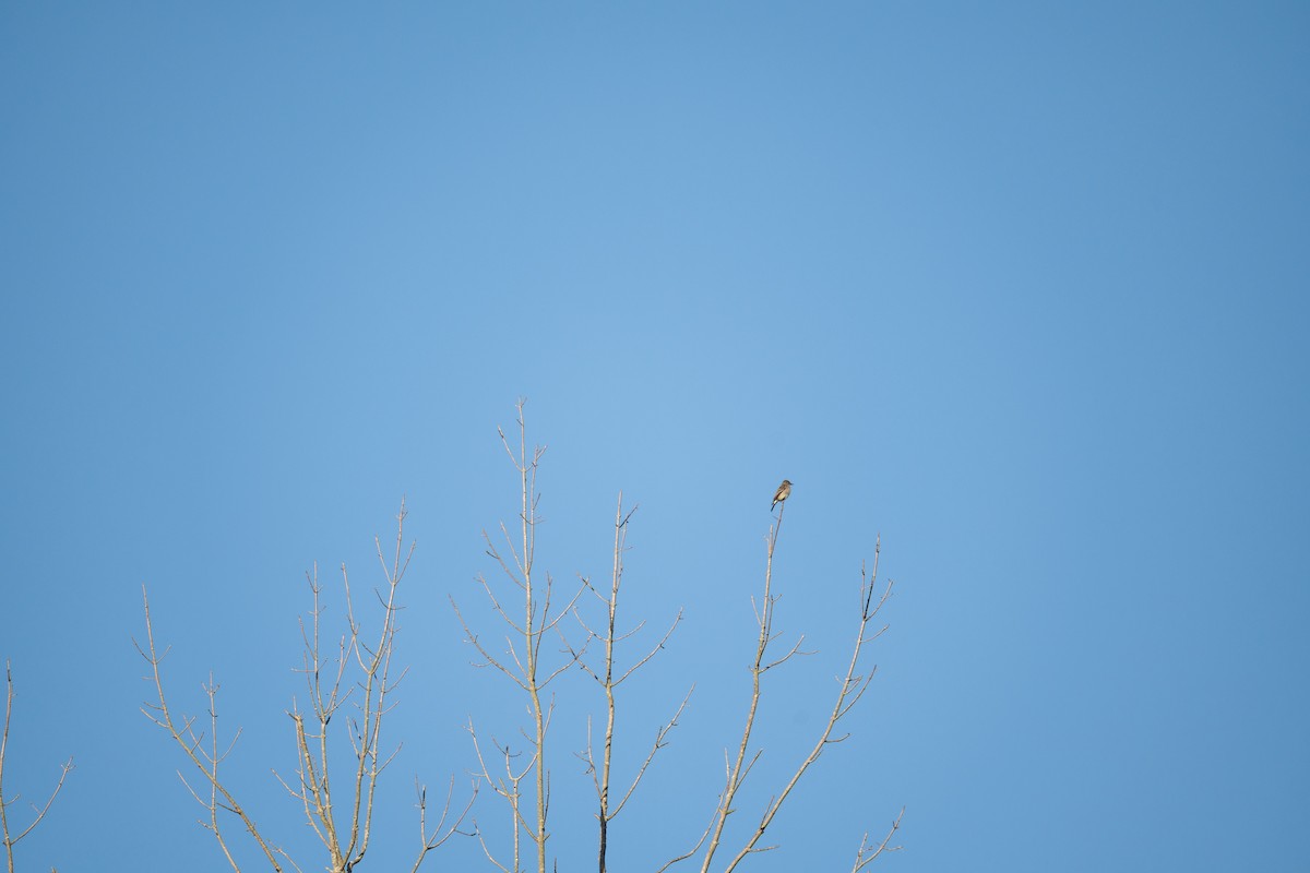 Olive-sided Flycatcher - ML636222734