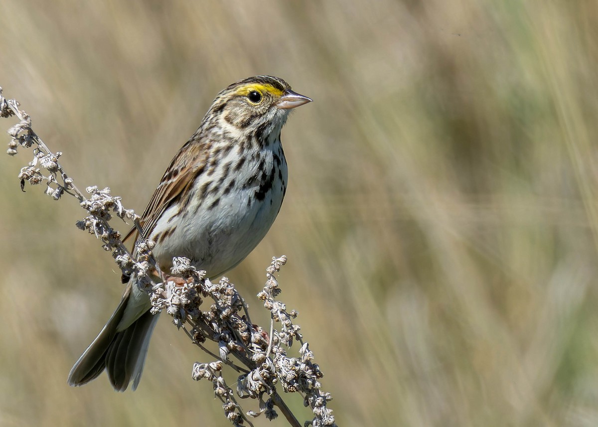 Savannah Sparrow - Ken Pride