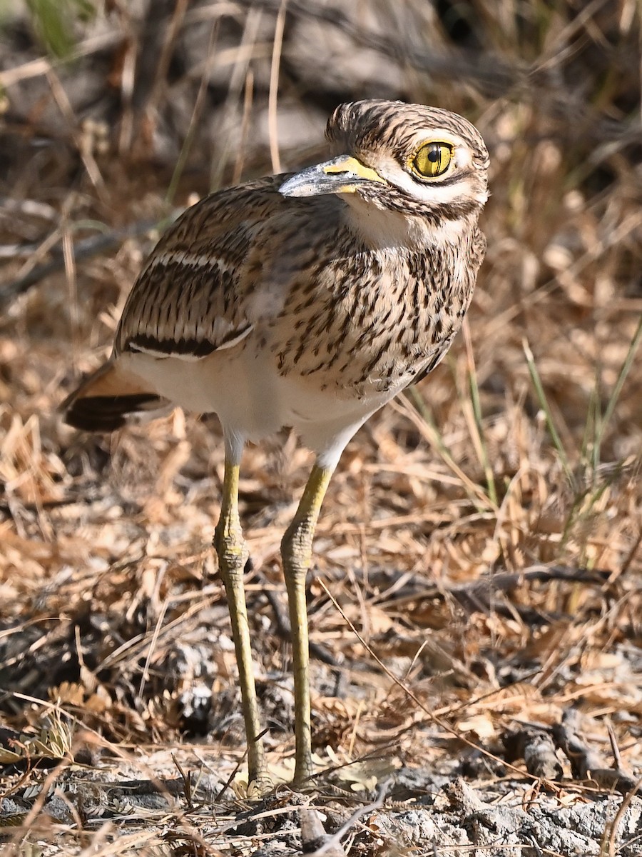 Indientriel - ML636222838