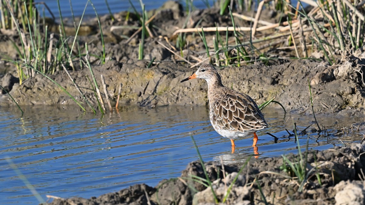 Kampfläufer - ML636222873