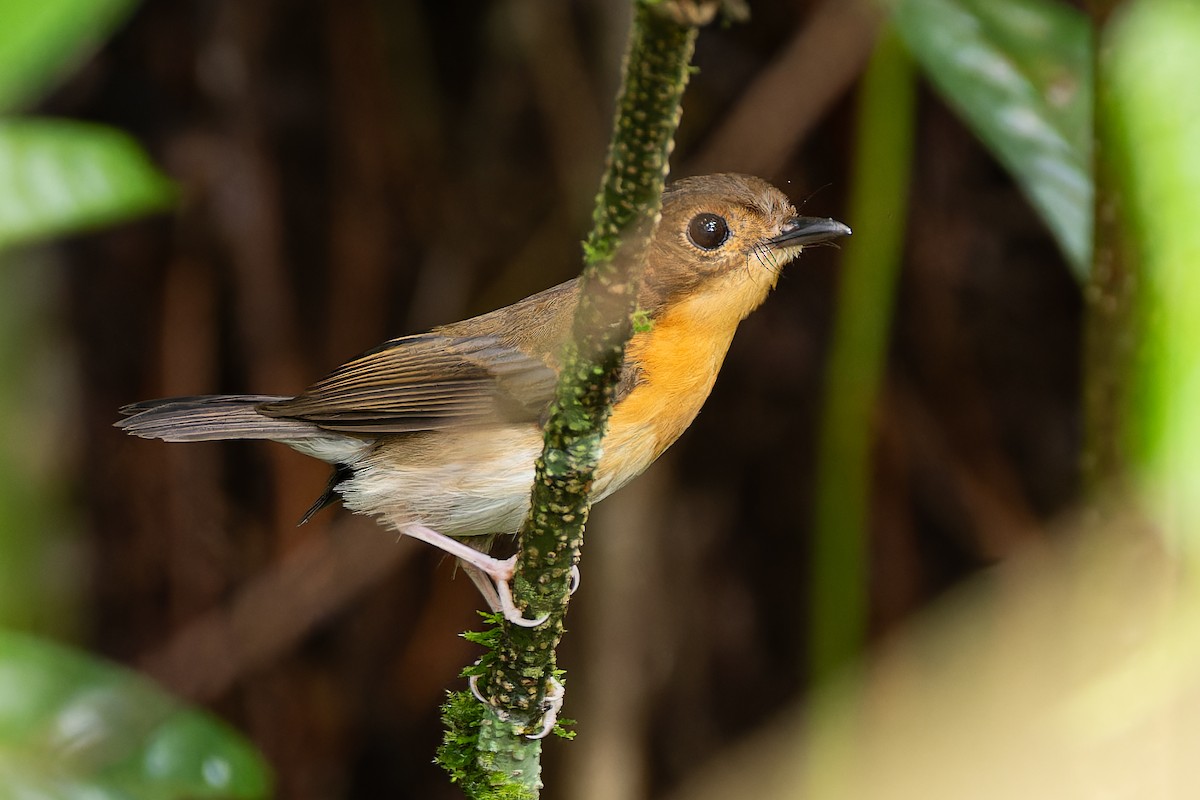 Rufous-chested Flycatcher - ML636223024