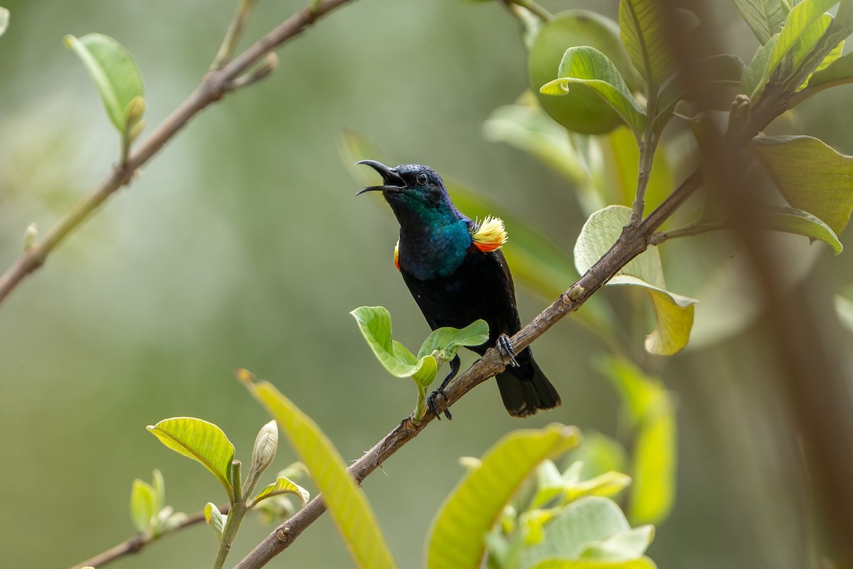 Purple Sunbird - ML636223104