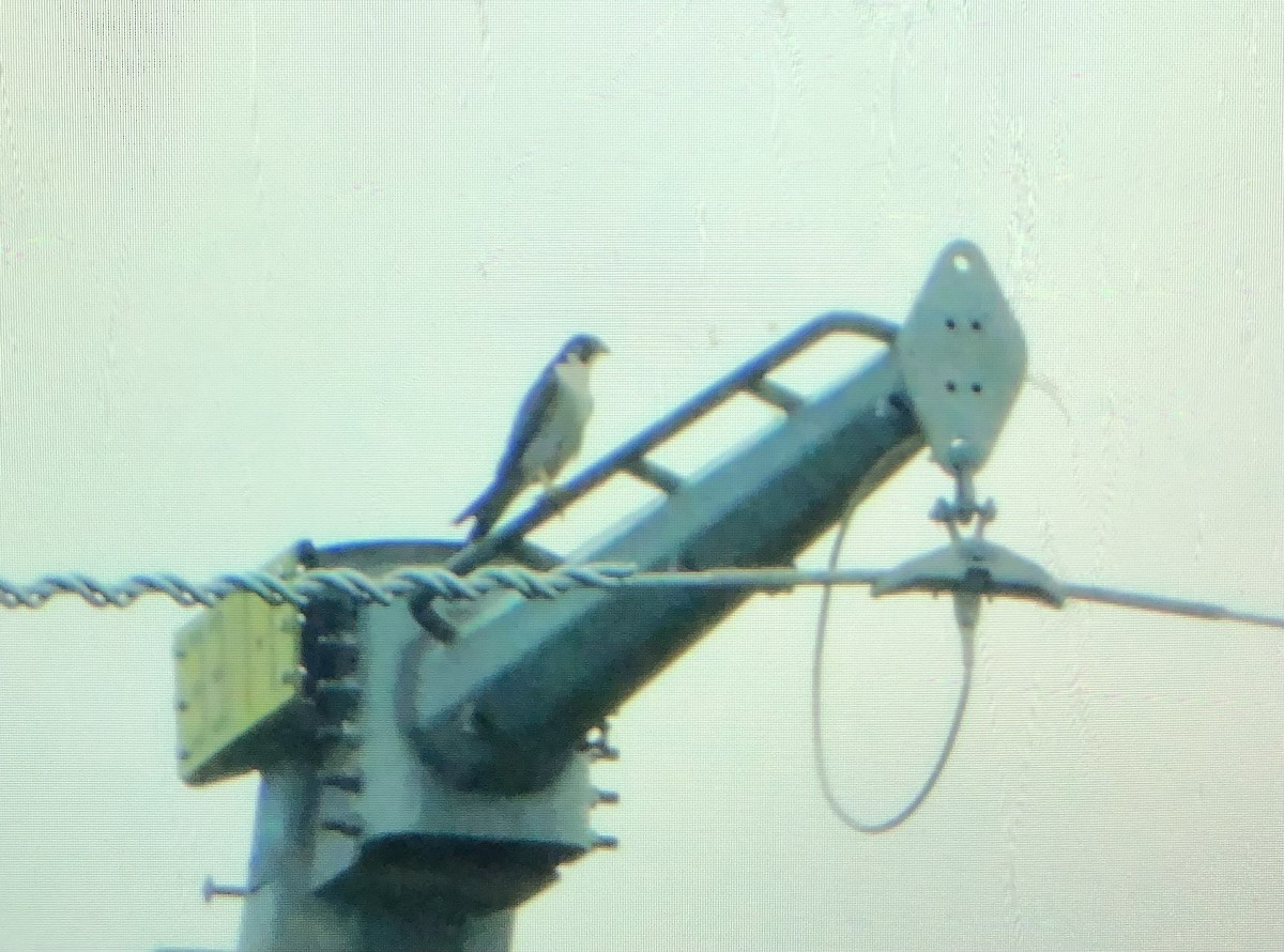 eBird Checklist - 21 May 2025 - Higginsville Road area - 46 species (+3 ...