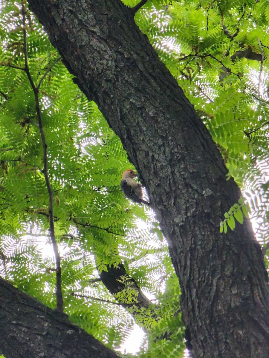 Red-bellied Woodpecker - ML636223127