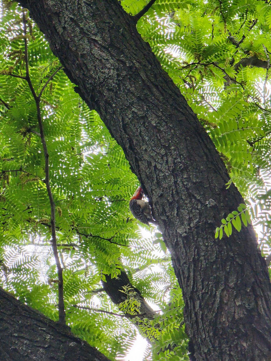 Red-bellied Woodpecker - ML636223128