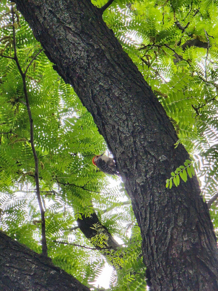 Red-bellied Woodpecker - ML636223129