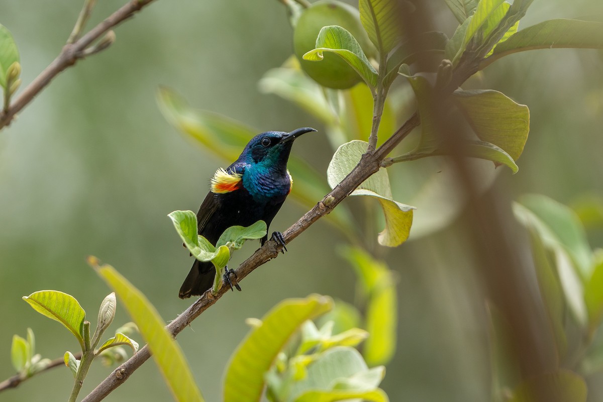 Purple Sunbird - ML636223147
