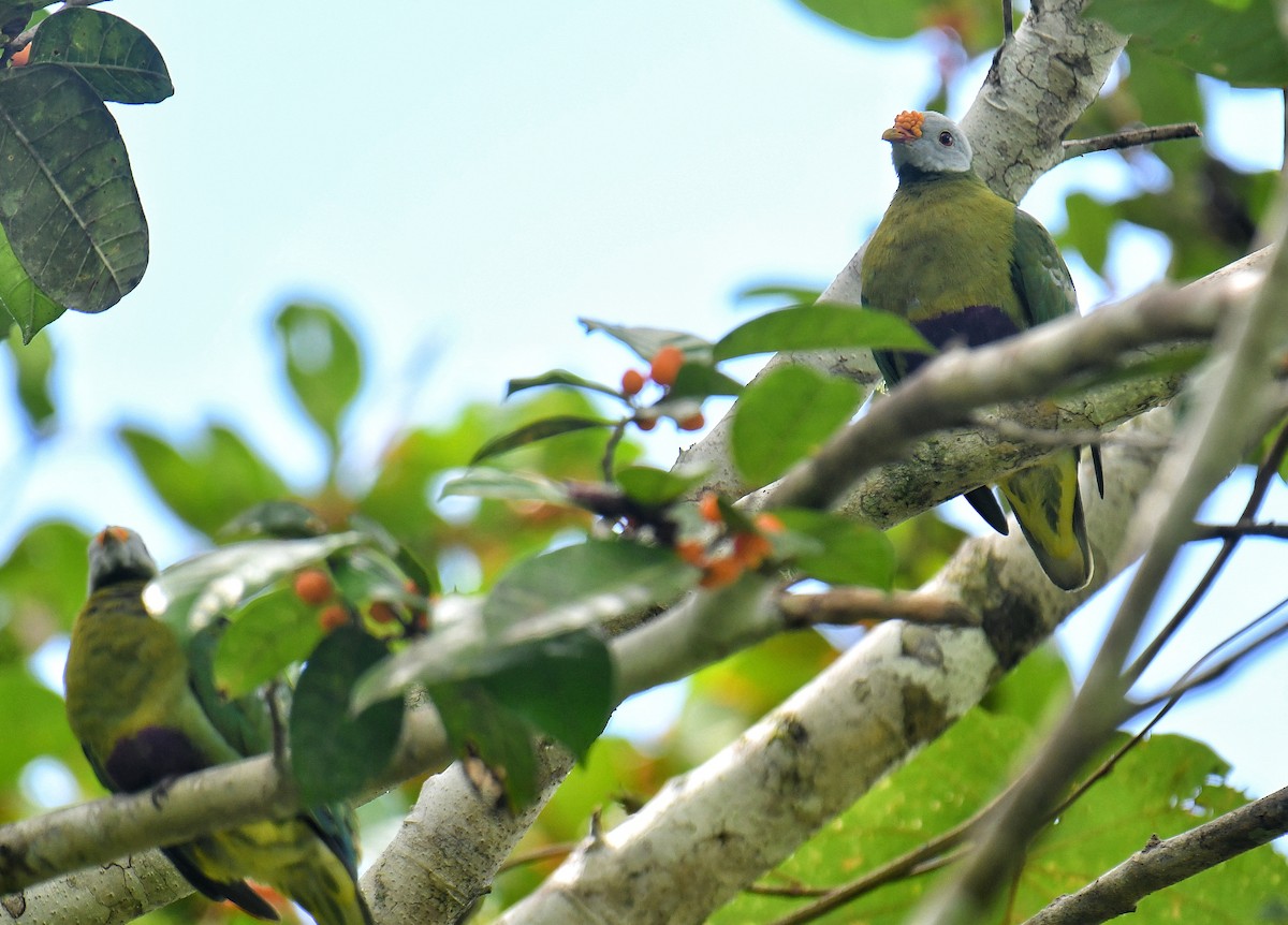 Carunculated Fruit-Dove - ML636223229