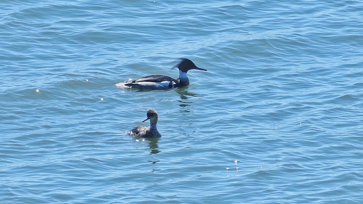Red-breasted Merganser - ML636223234