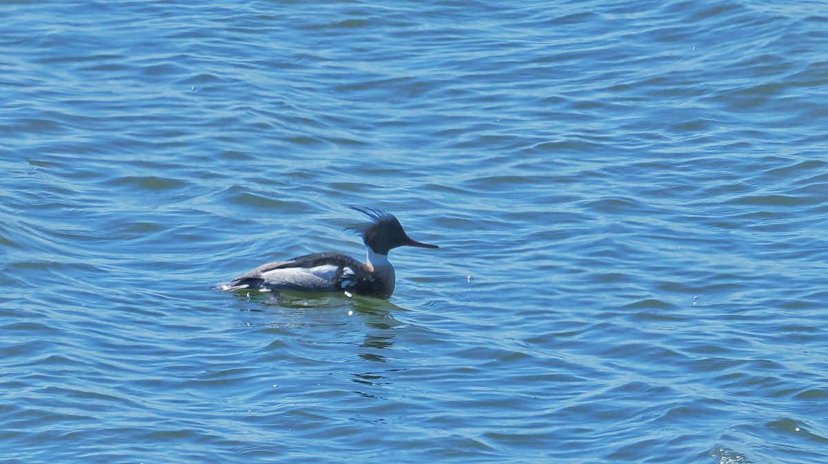 Red-breasted Merganser - ML636223235