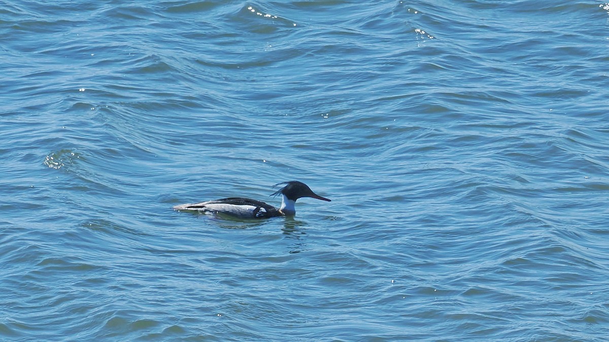 Red-breasted Merganser - ML636223236