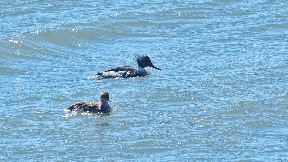 Red-breasted Merganser - ML636223237