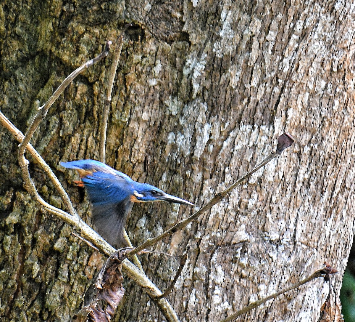 Eisvogel [hispidoides-Gruppe] - ML636223304