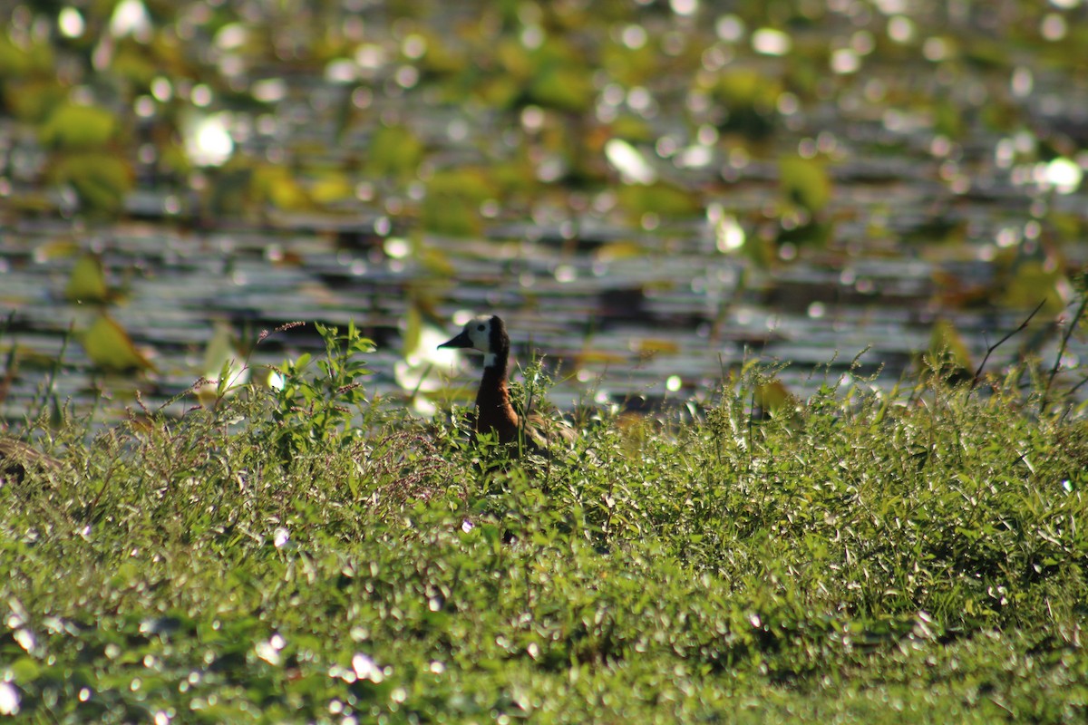 White-faced Whistling-Duck - ML636223344