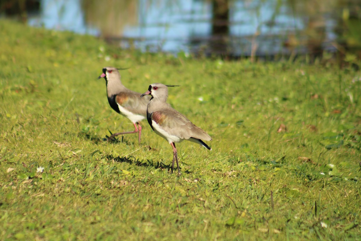 Southern Lapwing - ML636223357