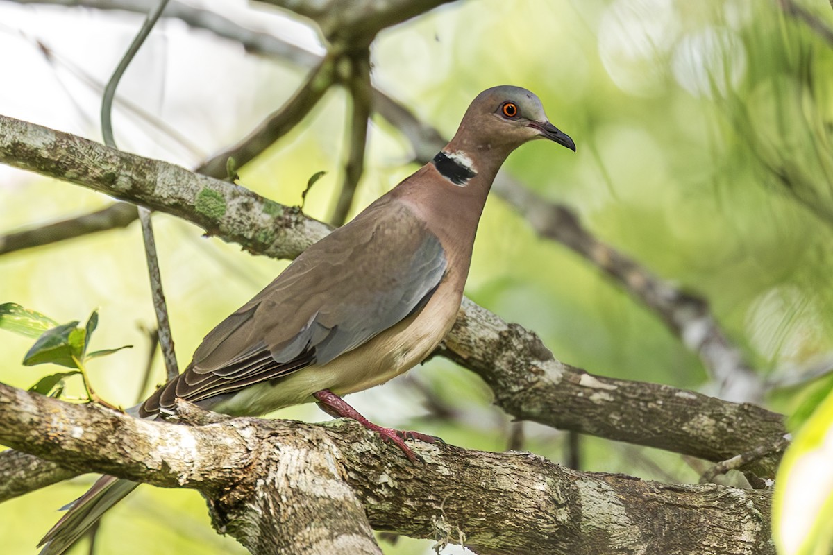 Sunda Collared-Dove - ML636223467