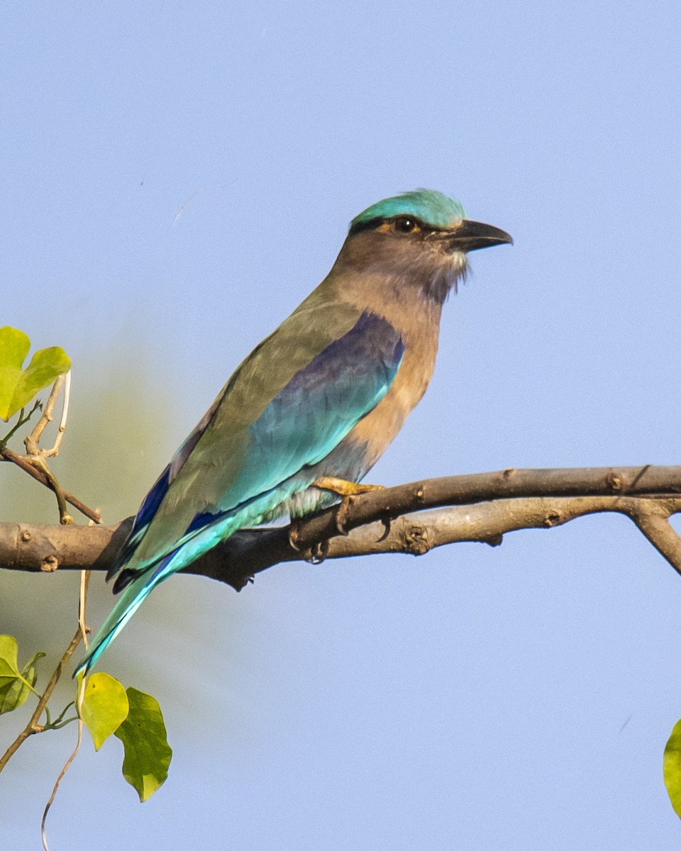 Indian x Indochinese Roller (hybrid) - ML636223572