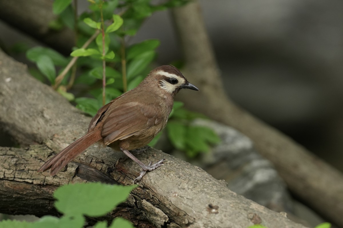 White-browed Laughingthrush - Daniel Winzeler