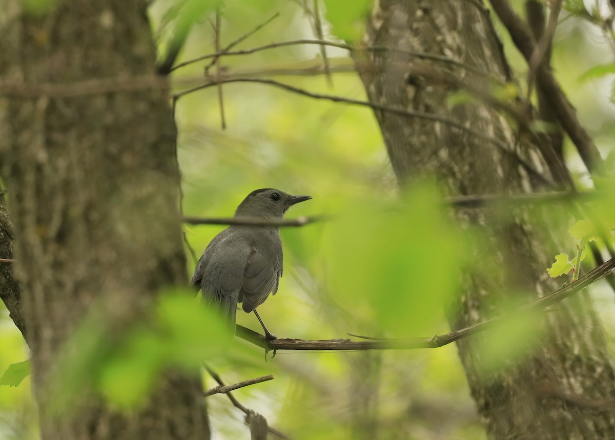 Gray Catbird - ML636223845