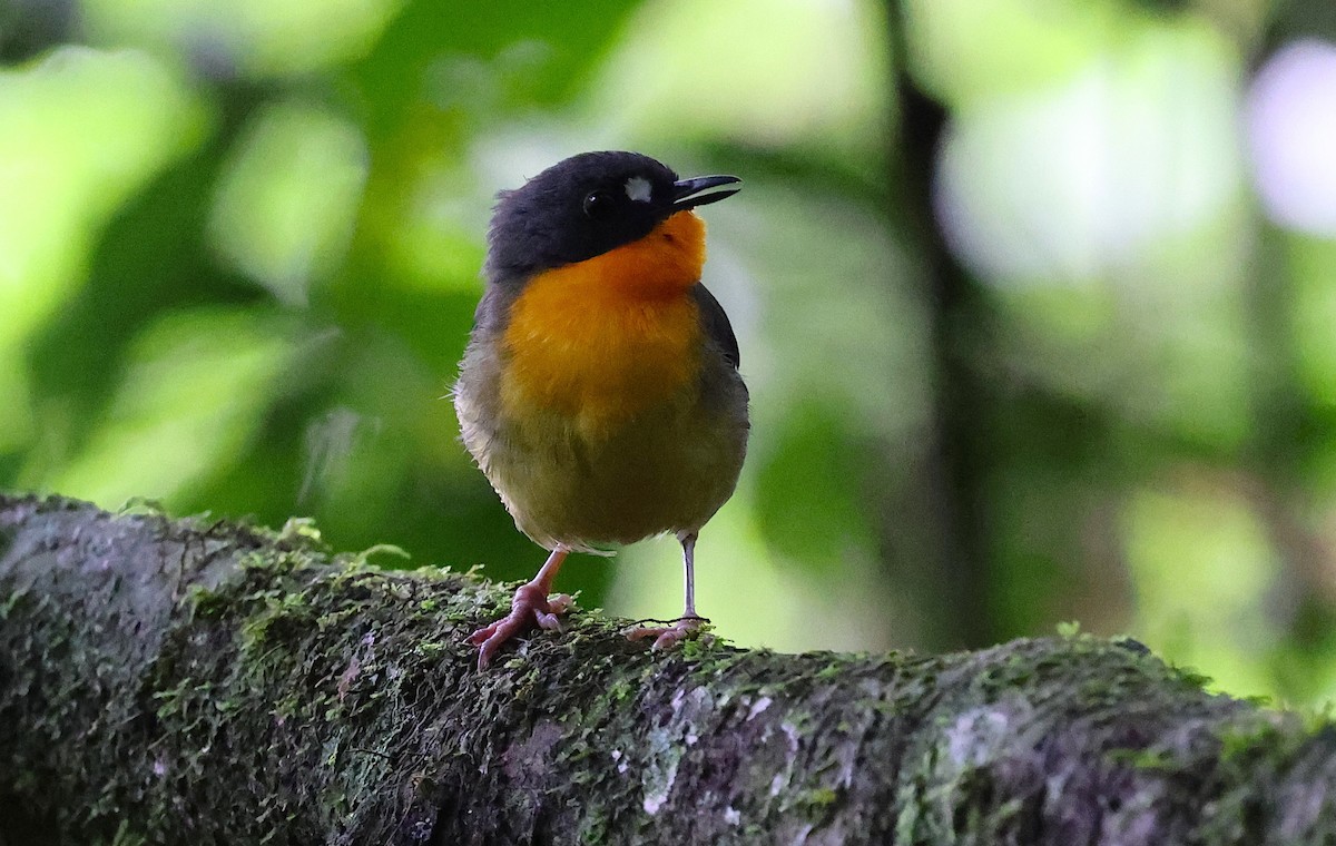 Yellow-breasted Forest Robin - ML636223988