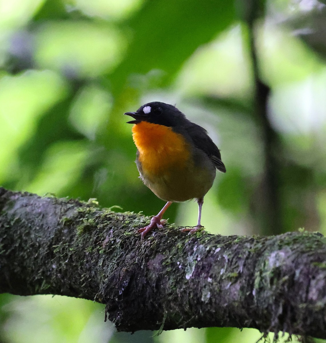 Yellow-breasted Forest Robin - ML636223989