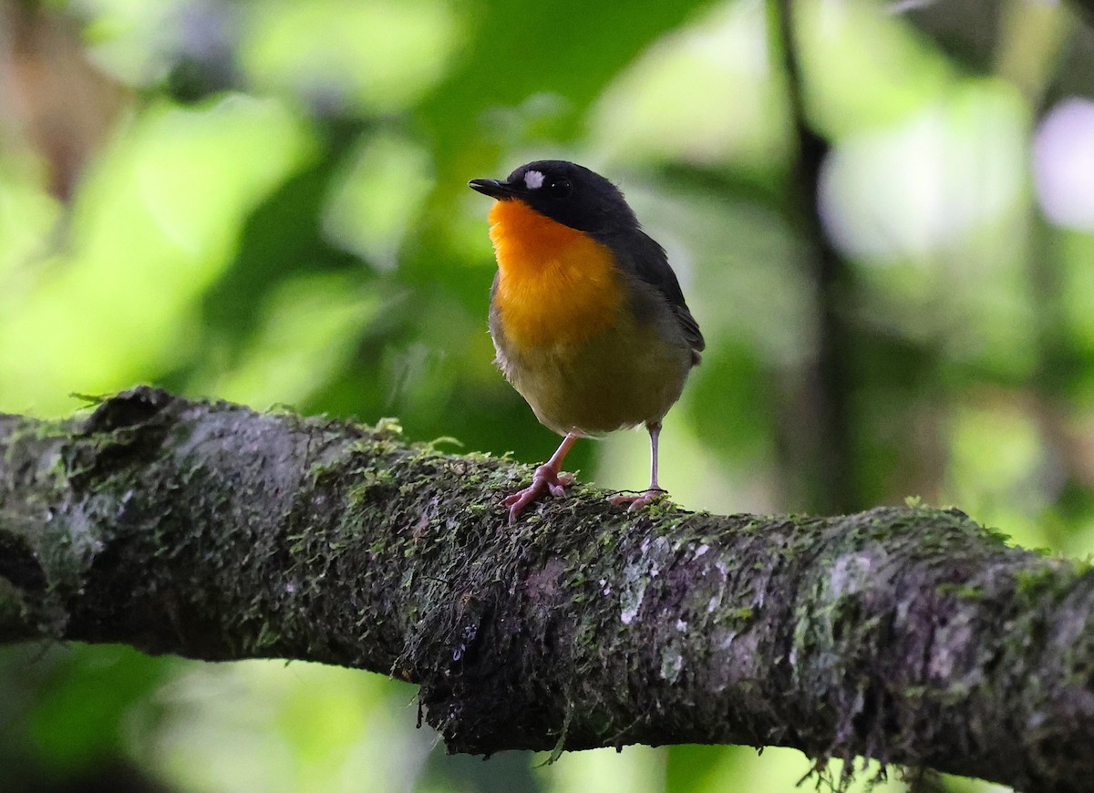 Yellow-breasted Forest Robin - ML636223990
