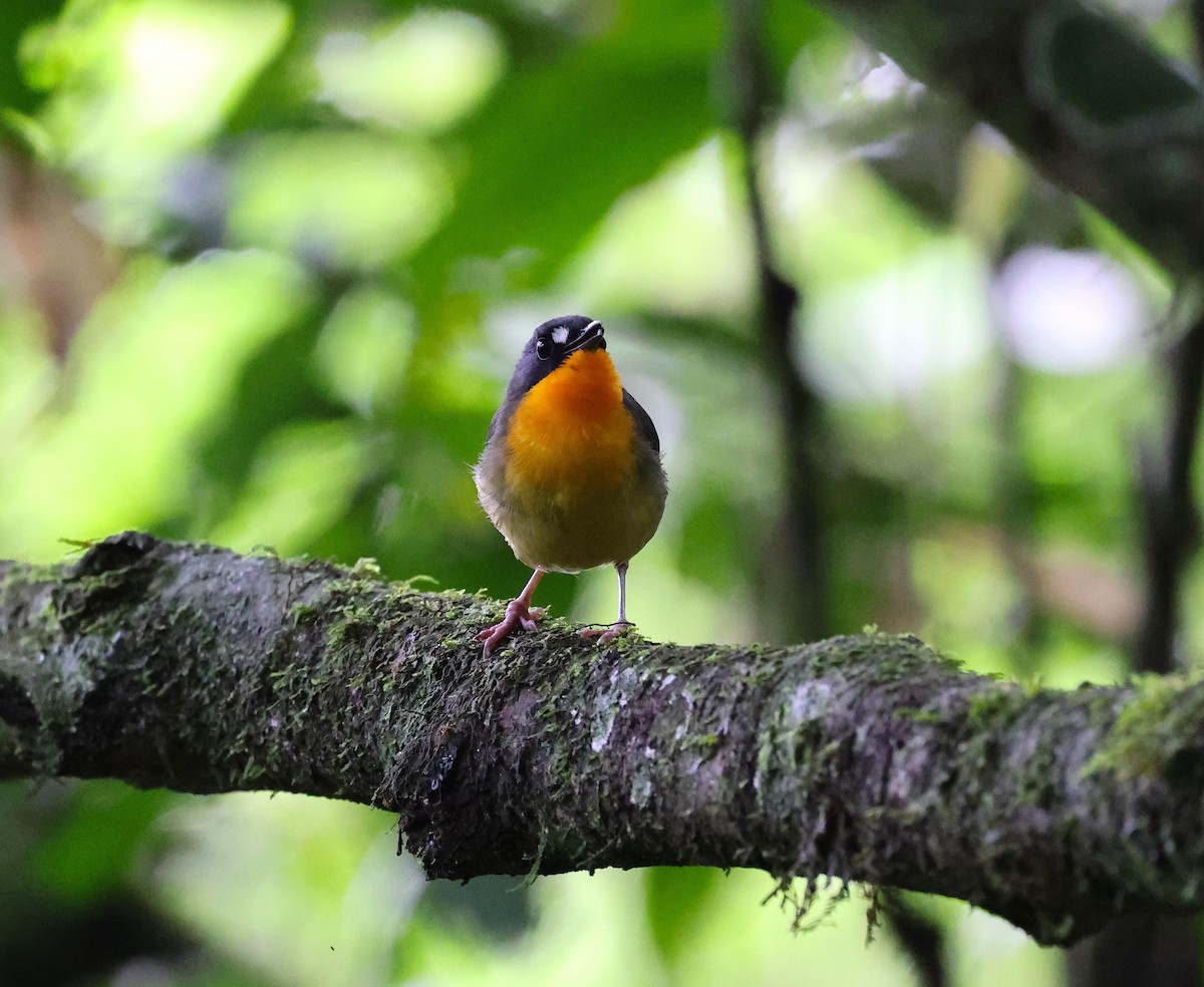 Yellow-breasted Forest Robin - ML636223991