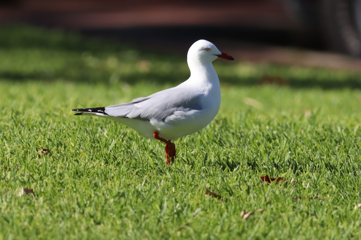 ギンカモメ（novaehollandiae／forsteri） - ML636224094