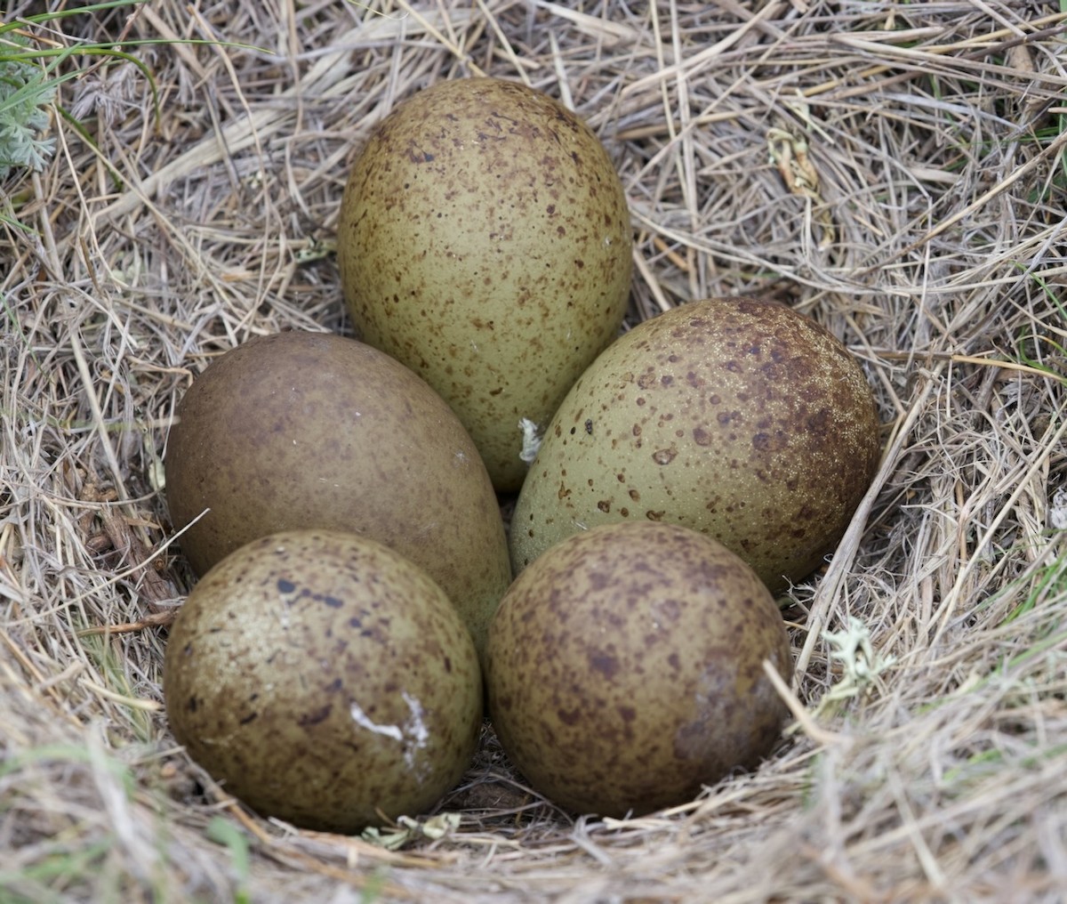 eBird Checklist - 16 May 2025 - Rupert Rd, Melville US-MT 46.08905 ...