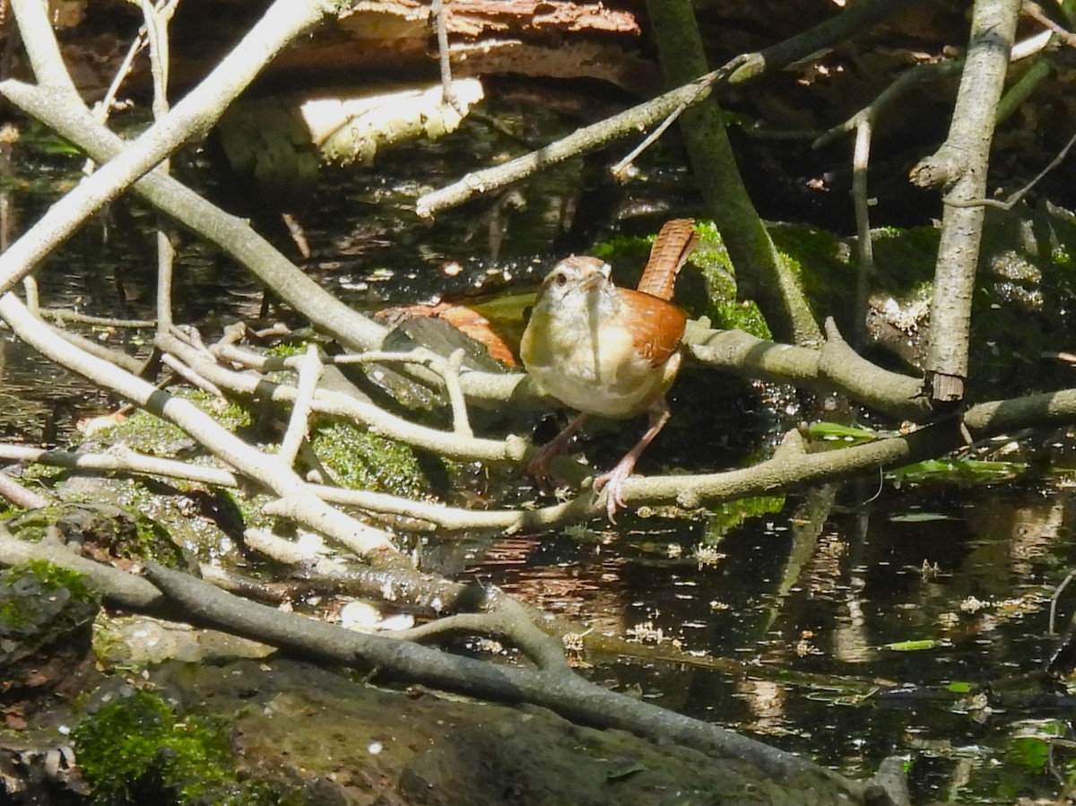 Carolina Wren - ML636224165
