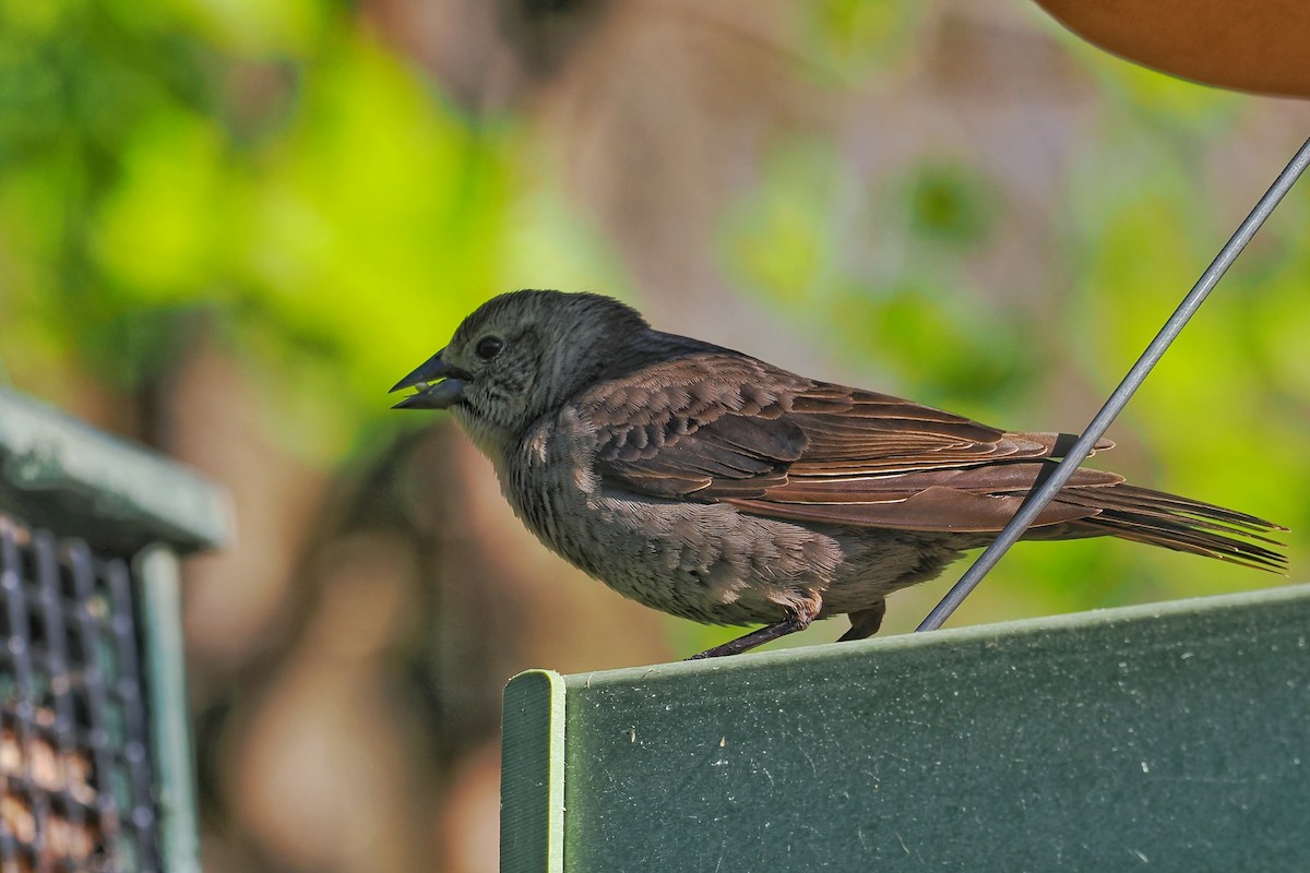 Brown-headed Cowbird - ML636224209