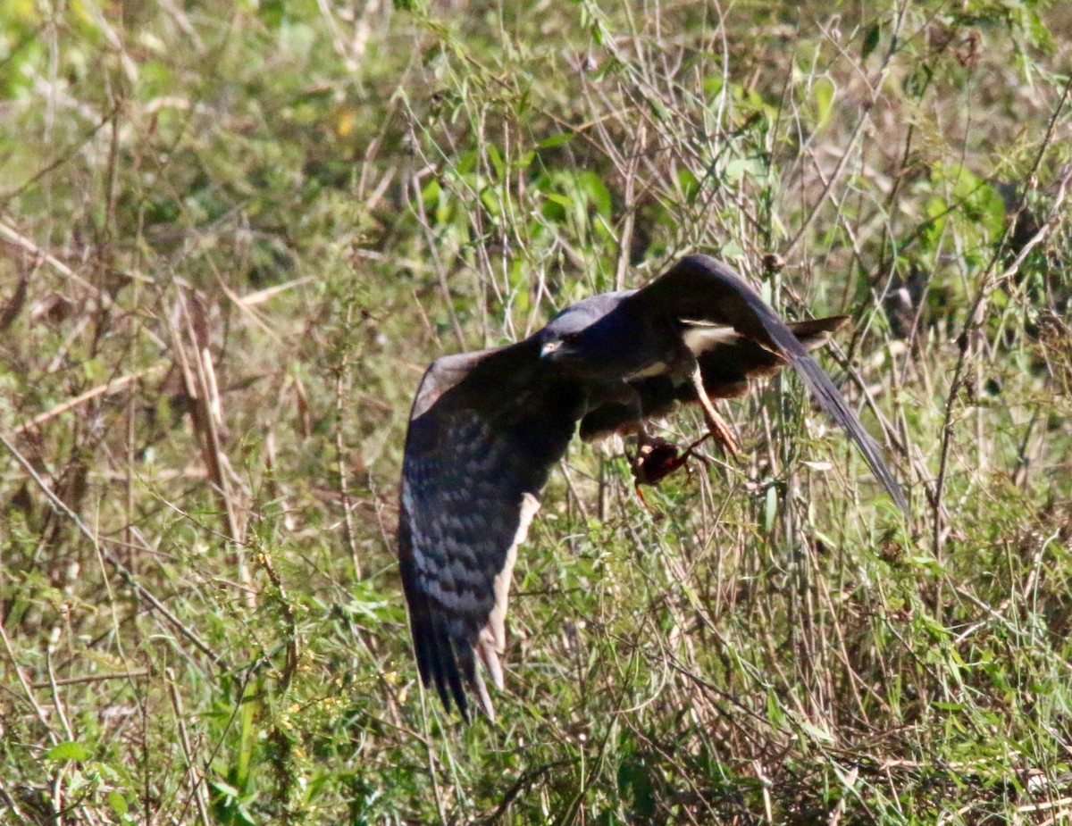 Snail Kite - ML63622421