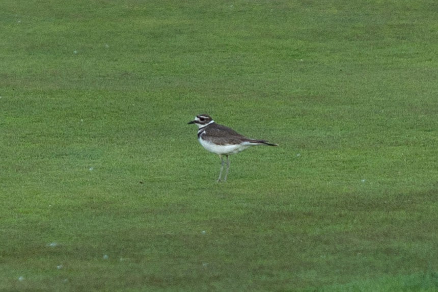 Killdeer - ML636224211