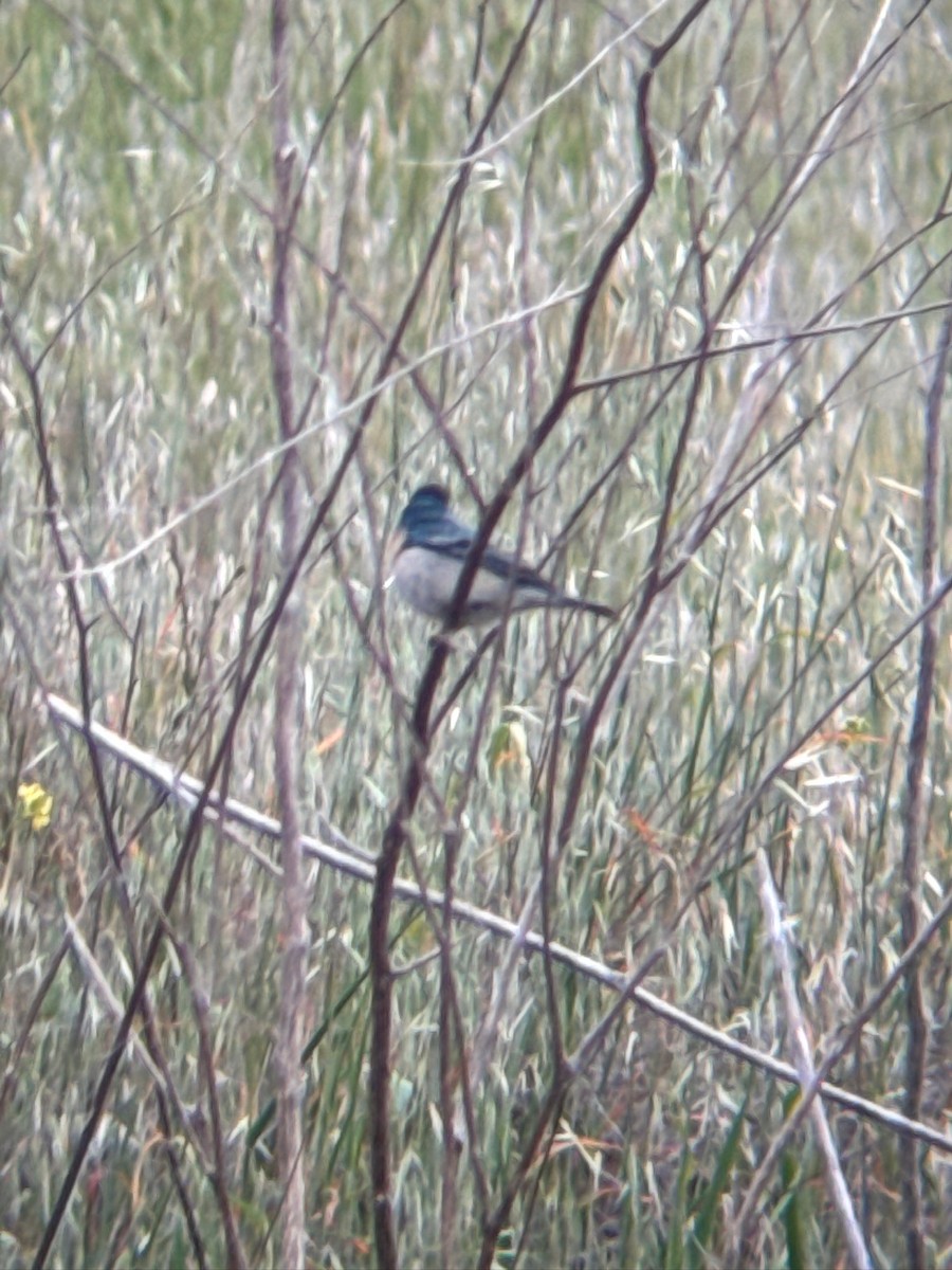 Lazuli Bunting - ML636224216