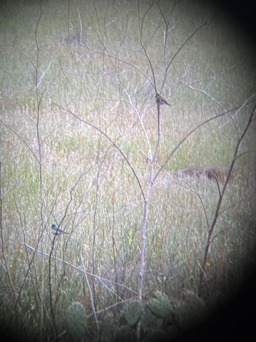 Lazuli Bunting - ML636224217